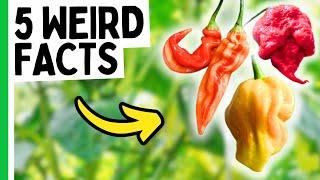 These pepper facts are weird.