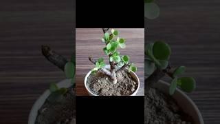 How To Make Jade Bonsai - Bonsai For Beginners  #jadebonsai #bonsai #gardening