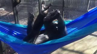 Chimpanzee Bow Katz uses Hammock, Scrolls and Draws -- 01-08-19