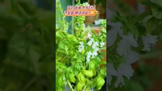 바질 꽃씨는  새싹으로~떨어진 씨앗에서 새싹이 자랐네요 #shorts  #베란다채소  #바질꽃 #바질키우기  #새싹 #베란다가드닝  #쇼츠추천  #이미자 #찔레꽃