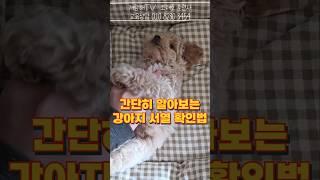 한 번에 알아볼 수 있는 강아지와의 서열 관계 테스트