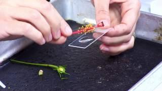 Flower Dissection