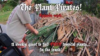 Finding FREE Tropical Plants in the Trash! The Plant Pirates Episode #96