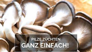 Pilze züchten ganz einfach