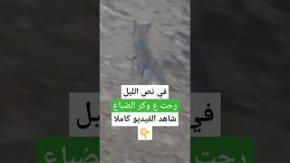 في وكر الضباع بعد منتصف الليل... ماذا حدث معي؟ #نوافذ_برية