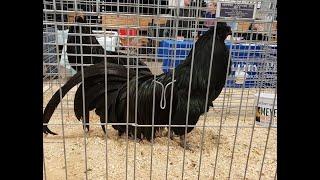 Dayton Fancy Feather Club APA Semi Annual Poultry Show 2021