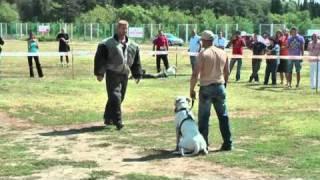 Specialty Show Dogo argentino  9/2010 Stara Zagora, Bulgaria D.A.C.B.