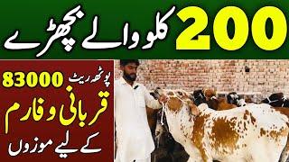 Universal Topics Visit A Cattle Farm In Renala Khurd | 200 kg Weight Bulls | Pootah Rate 83000 Rs