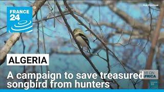 Algerians campaign to save treasured songbird from hunters • FRANCE 24 English