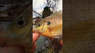 COOL Bluegill Catch Using Live Worms  #Shorts #Fishing