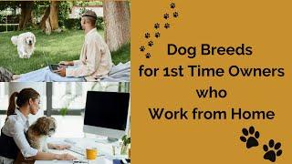 Top Dog Breeds Perfect For First Time Owners Working From Home