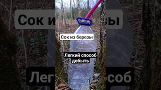 Как добыть сок из березы? Легкий способ.