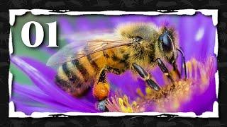 01. Hablemos de las abejas y su diversidad