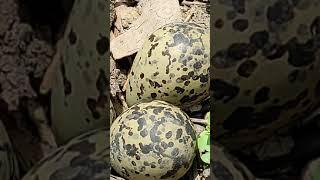 टीटीहरी ने पारस पत्थर से अंडे फोड़ कर बच्चे निकाले देख नही पाए  titahari WhatsApp status