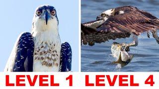 Osprey Photography Challenge: Can you reach LEVEL 4??