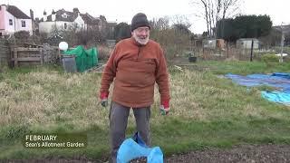 Sean's Allotment Garden 8: Geoff, Sweet Peppers, Tomatoes, Cosmos, Chinese Chives