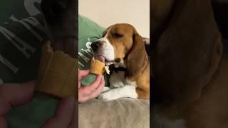 Слатенький, сратенький #бигльфарадэй #beagle #бигльфарик #beagle