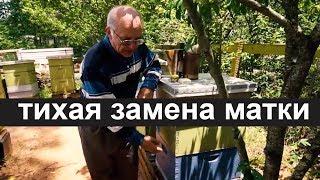 Пасека #22 Тихая замена матки - 1 пчеловодство вывод матоk