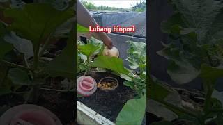 pupuk organik #shorst #gardening #garden #fypyoutube