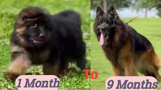 German Shepherd Puppy Growing up from 30 days to 9 months || gsd puppy 2024  #longcoatgermanshepherd