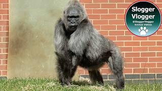 Gorilla Ozala's Beef With Her Mother and Shufai's Swag