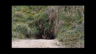 Amsterdamse  Waterleidingduinen april 2023