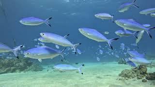 Schools of Amazing Fish, so tranquil. (2)