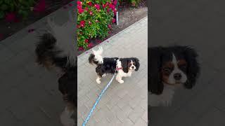 Smycz - Stitch‍ Spacer z psem #dog #stitch #togheter #love #spacery #wiosna2025 #freetime