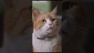 История про доброго кота
