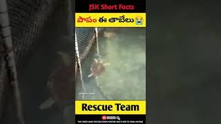 Rescue Team Saves Turtle Life   | JSK Short Facts | #shorts #ytshorts #rescue