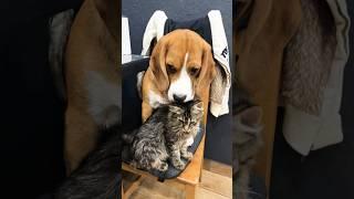 Весь замусоленный и без Усов#фарадэймладший #бигльфарадэймладший #beagle бигль