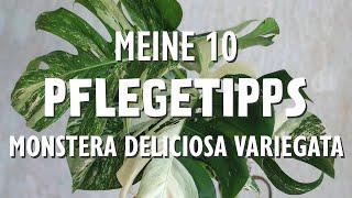 Kennst du diese 10 Pflegetipps für deine Monstera deliciosa variegata?