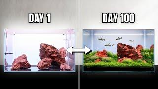 Start-to-Finish Iwagumi Aquascape Tutorial