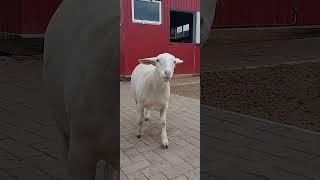 White Dorper Ewe Lambs #whitedorper #dorper #дорпер #белыйдорпер #sheep