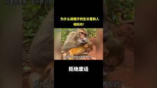 为什么说猴子的生长是和人相反的？ #冷知识 #涨知识