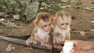 Baby monkey smiles happily when he sees the bottle of milk I hold him smirking at the milk