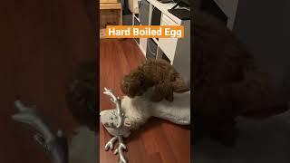 Cavoodle Vs. Hard Boild Egg #cavoodle #puppy