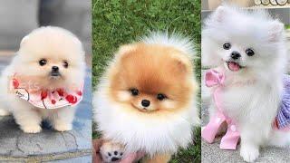 Cute teacup pomeranian compilation in 2022