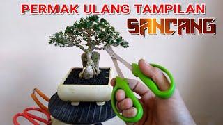 Reposisi ulang bonsai sancang on the rock #bonsai #bonsaisancang #bonsaiontherock #premna