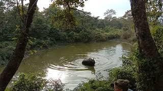 Greater One-horned rhinoceros fighting in Chitwan National Park.