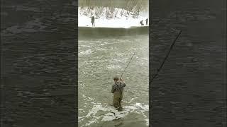 Март, 2025. Золотая лихорадка ККС. #fishing #рыбалка