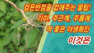 검은반점을 없애주는 굴팁! 기미, 주근깨, 주름살에 딱 좋은 야생화인 이것은