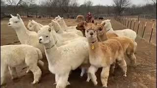 NEWCOMERS: The Arizona Alpacas