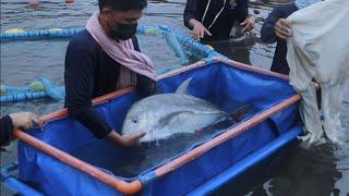 MALIPUTO GROW-OUT CULTURE: Kumikitang Aqua-Negosyo!