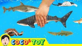 Let's raise Whale shark in my fishbowㅣkids education, Animals animationㅣCoCosToy