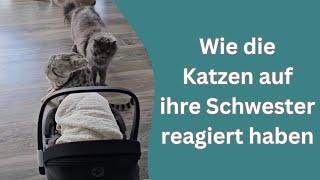 So haben die Katzen auf ihre kleine Schwester reagiert