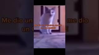 gAtOS QuE RomPiERoN eL SisteMA !! #memes