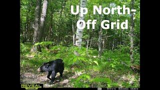 Adorable or Dangerous? The Bear near the Cabin