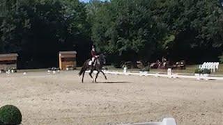 Lowlands Qualifying for the 2022  Bundechampionate - Iron Spring Farm Dressage Stallion - June 2022