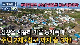 제주도 농가주택 찾으시나요? 주택이 무려 2채! 창고 1채까지! 넓은 마당을 품은 주택라이프
